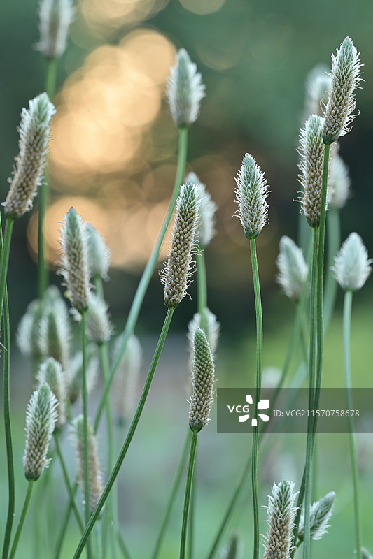 狭叶车前草（Plantago lanceolata）的花序，法国埃罗省图片素材