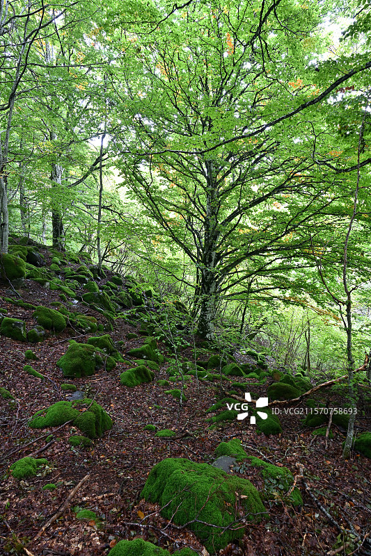 法国阿韦龙的奥布拉克森林中的山毛榉树和苔藓覆盖的巨石图片素材