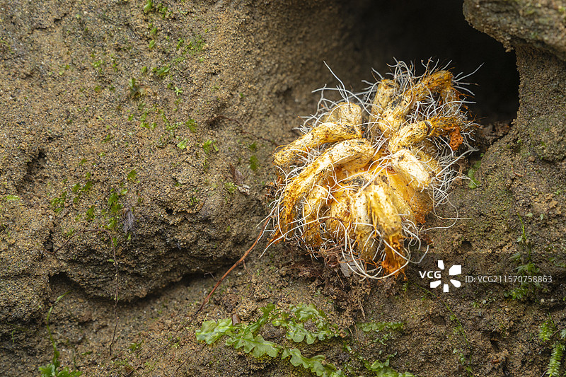 寄生真菌（虫草属）在塔兰图拉身上，厄瓜多尔米尔佩图片素材