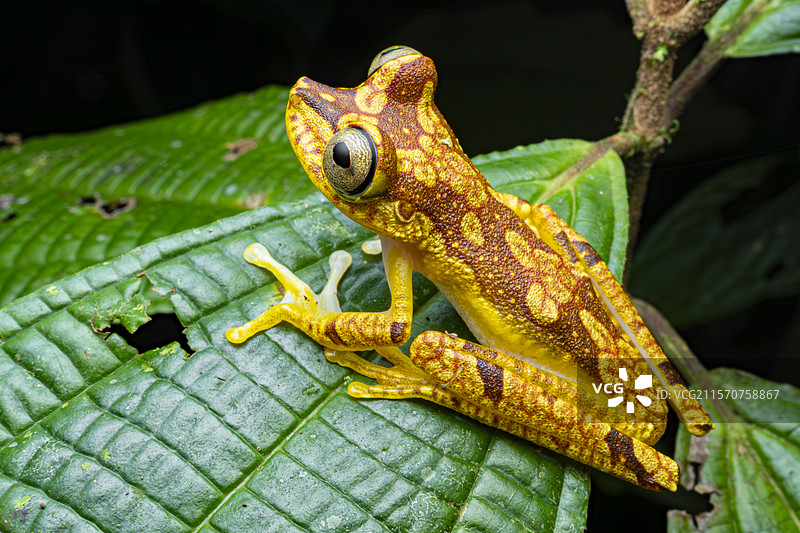 伊姆巴布拉树蛙（Boana picturata），厄瓜多尔米尔佩图片素材