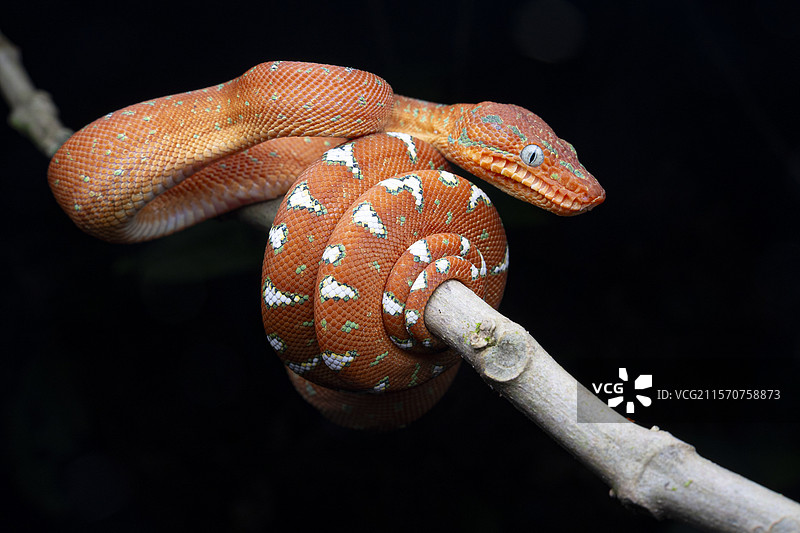 幼年翡翠树蟒（Corallus caninus），法属圭亚那卡瓦山图片素材
