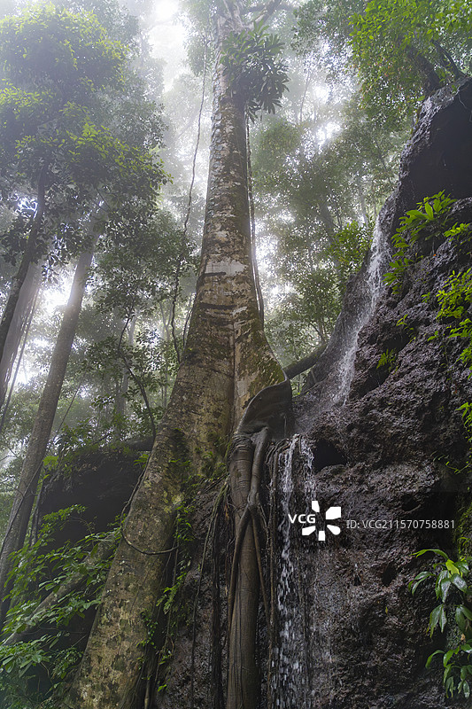 斜坡上的无花果树（榕属），卡瓦山，法属圭亚那图片素材