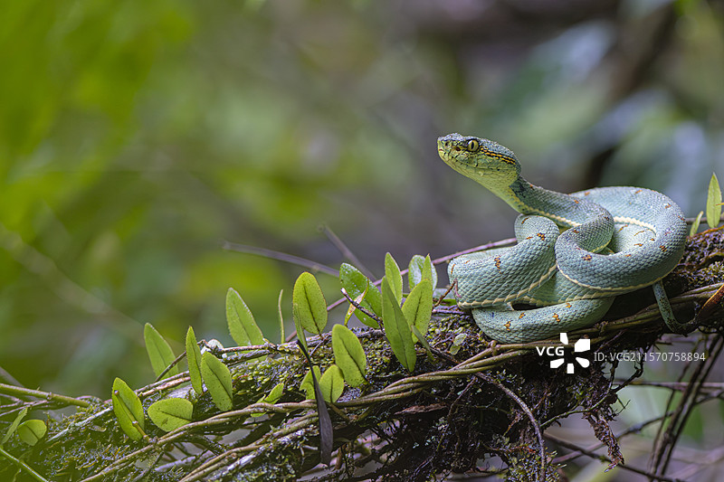 绿蛇（Bothrops bilineatus），贝利宗，法属圭亚那图片素材