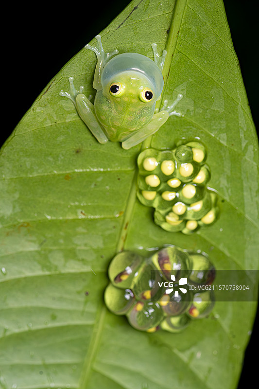 带条纹肢体玻璃蛙（Hyalinobatrachium cappellei），法属圭亚那库鲁猴山图片素材