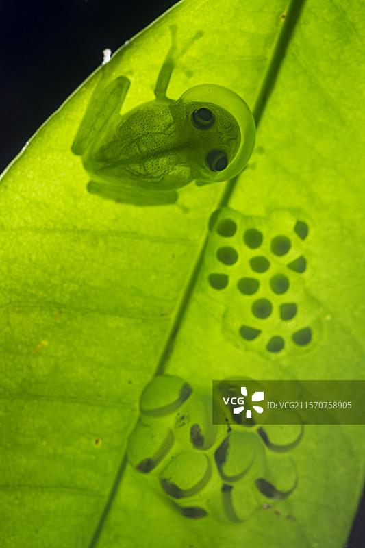 带条纹肢体玻璃蛙（Hyalinobatrachium cappellei），法属圭亚那库鲁猴山图片素材