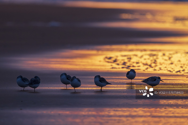 日落时分，法国加来海峡的奥帕尔海岸，沙丘鹬（Calidris alba）在沙滩上。图片素材
