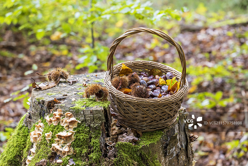 秋天在法国摩泽尔的森林里用篮子采摘栗子图片素材