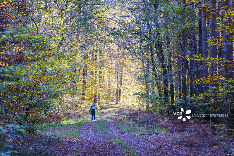 秋天在法国摩泽尔的森林中散步。图片素材