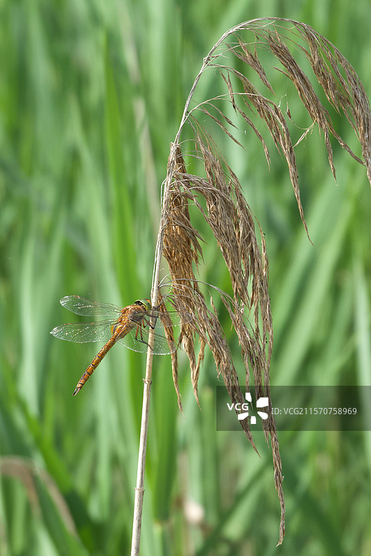 诺福克蜻蜓（Aeshna isoceles）在莱茵河沿岸的芦苇荡中，位于斯特拉斯堡的罗伯茨堡和拉旺岑诺森林群国家自然保护区，春季。法国图片素材