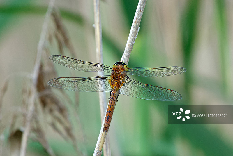 诺福克蜻蜓（Aeshna isoceles）在莱茵河旁的芦苇荡中，位于斯特拉斯堡的罗伯茨堡和拉旺岑诺森林国家自然保护区，春季时节。法国阿尔萨斯。图片素材