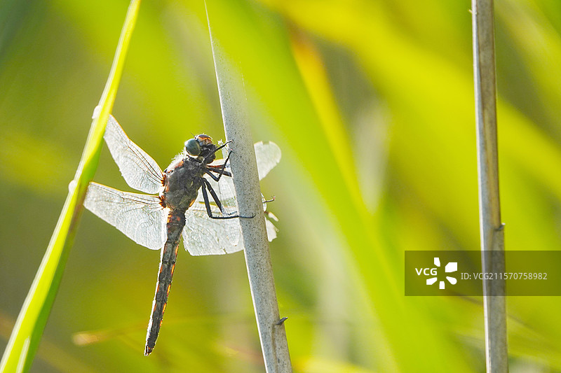逆光中的候鸟蜻蜓（Aeshna mixta），栖息在芦苇（Phragmites australis）上，位于前石料坑的边缘，沿着莱茵河，在斯特拉斯堡的罗贝尔索森林自然保护区和旺岑诺的区域，时间为八月。法国阿尔萨斯。图片素材