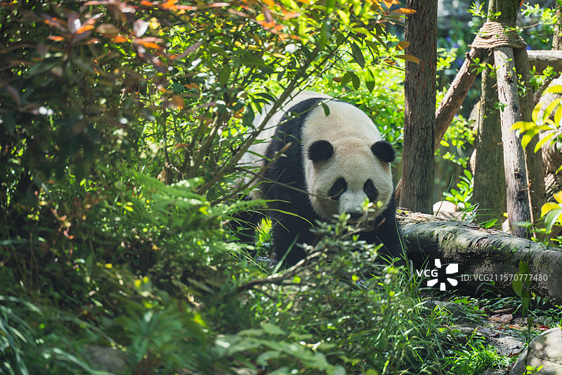 四川都江堰熊猫谷国宝大熊猫图片素材