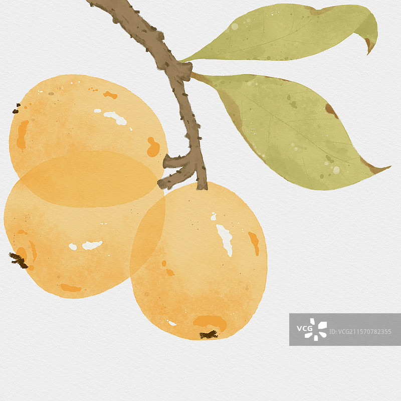 枇杷水墨插画图片素材