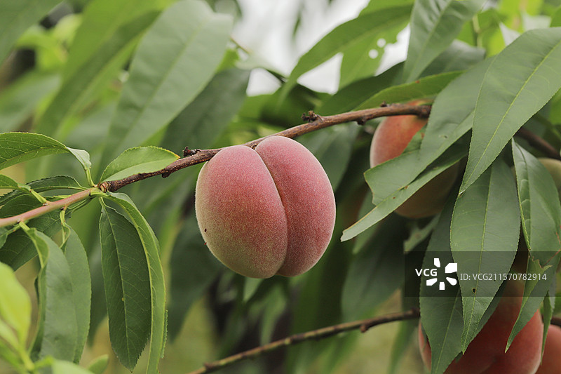 果园的桃子熟了图片素材