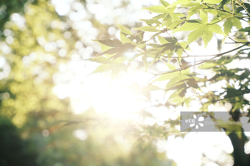 阳光透过绿色的树叶图片素材