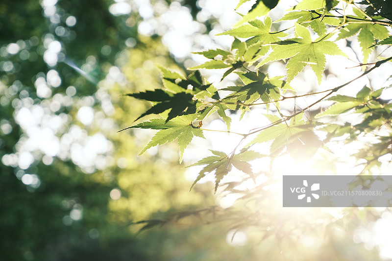 阳光透过绿色的树叶图片素材