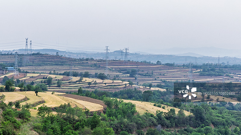即将成熟的小麦图片素材