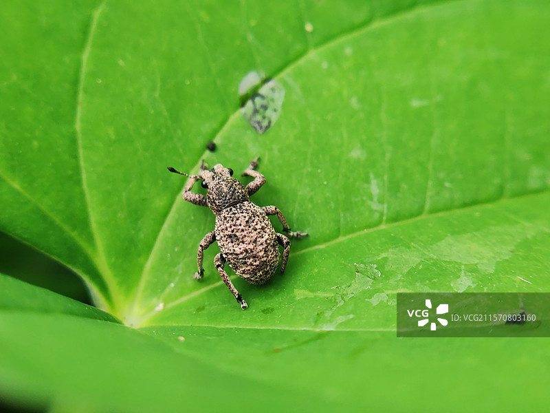 象鼻虫图片素材