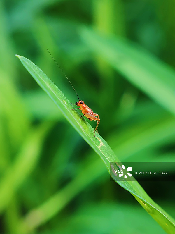 植物上的昆虫图片素材