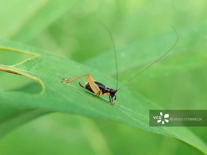 植物上的昆虫图片素材