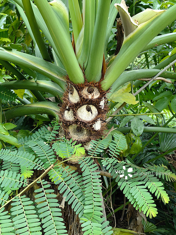 福建省，漳州市云洞岩景区图片素材