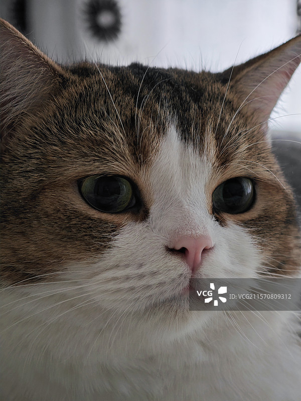 可爱棕白相间猫咪特写图片素材