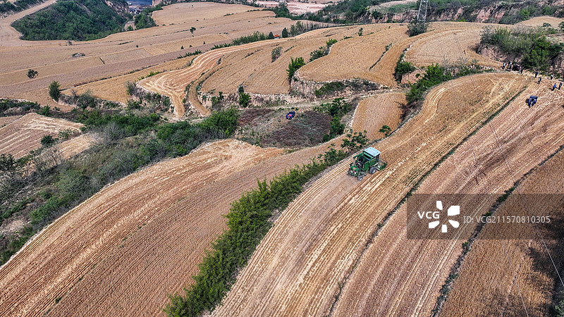 平陆:山地小麦开镰收割图片素材