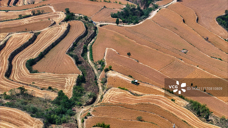 平陆:山地小麦开镰收割图片素材