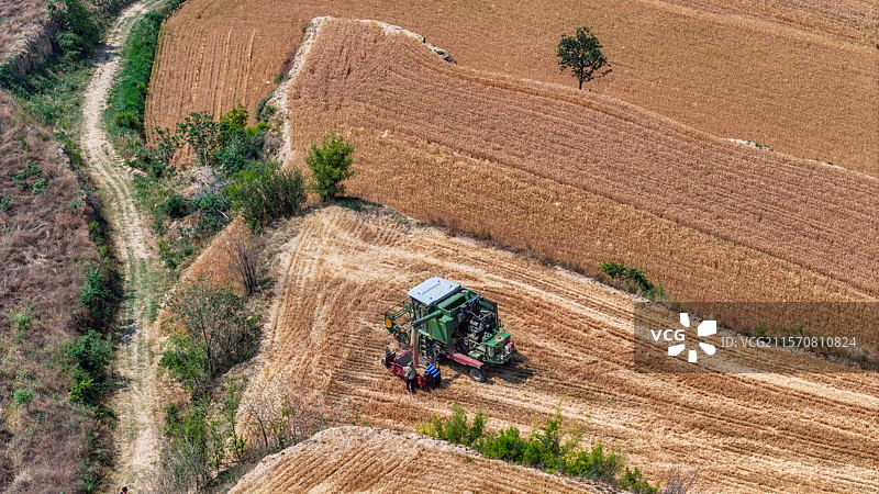 平陆:山地小麦开镰收割图片素材