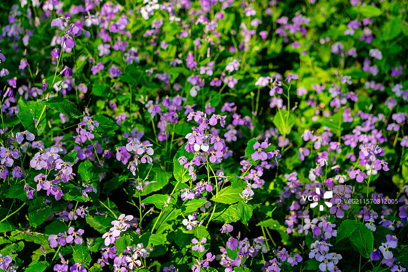 东北林业大学二月兰盛开图片素材