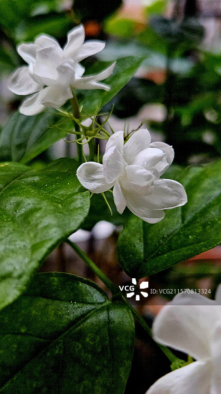 茉莉花图片素材