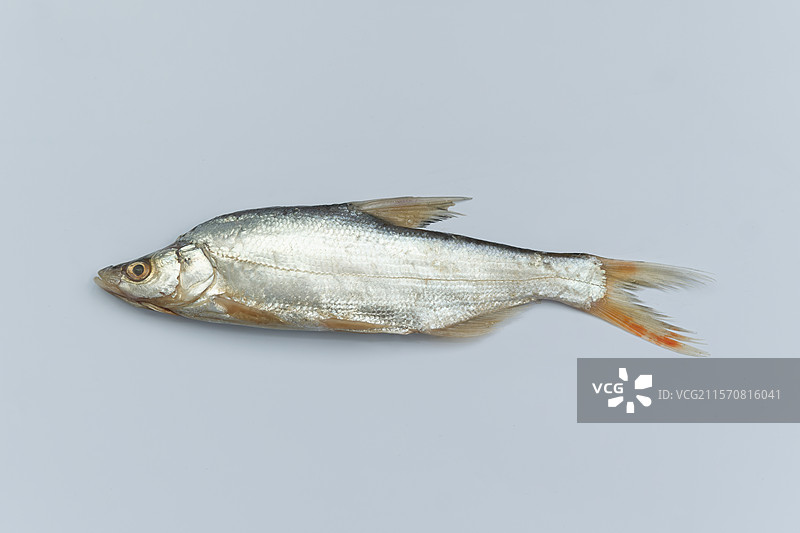 蒙古红尾鲌图片素材