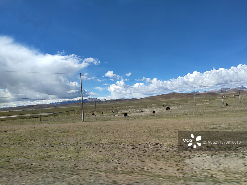 西藏日喀则旅途的牦牛图片素材