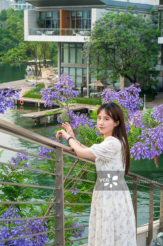 麓湖的紫色夏季图片素材