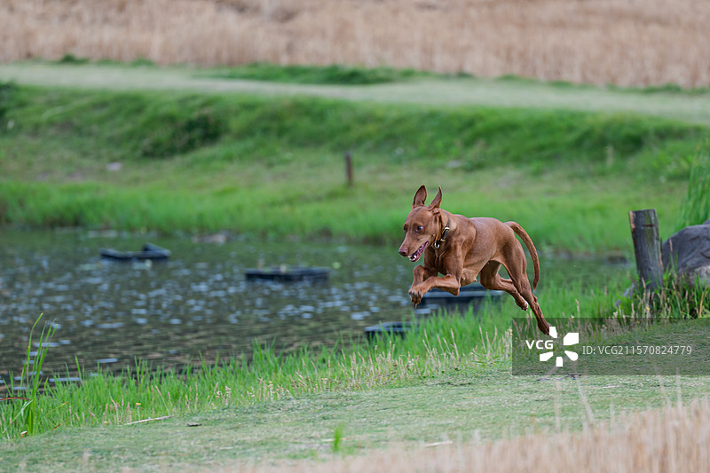法老王猎犬图片素材