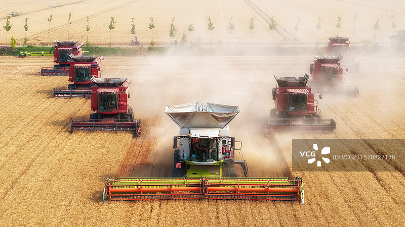 河南周口黄泛区农场收割机队伍麦收图片素材