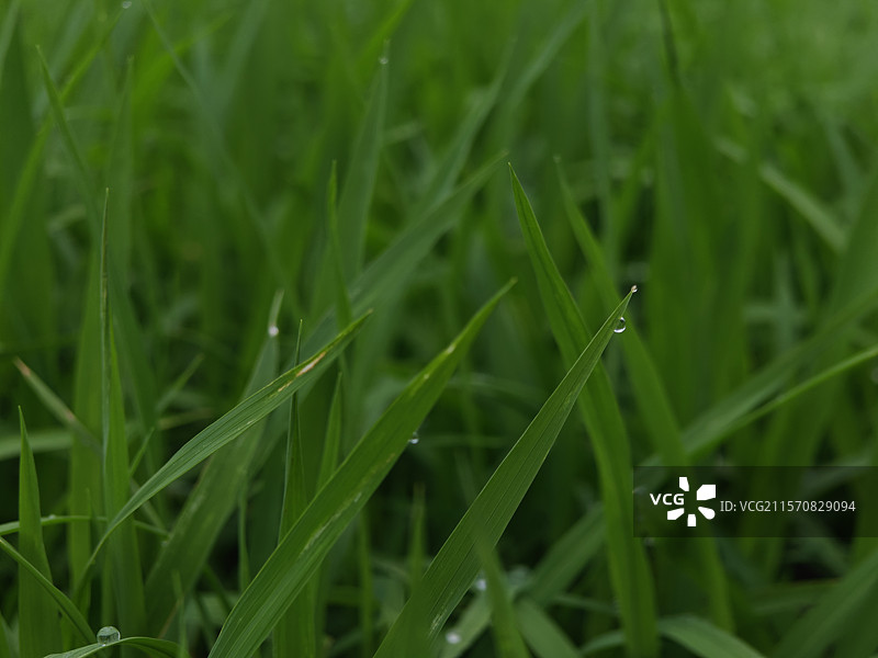 稻田里挂满露珠的水稻绿色秧苗图片素材