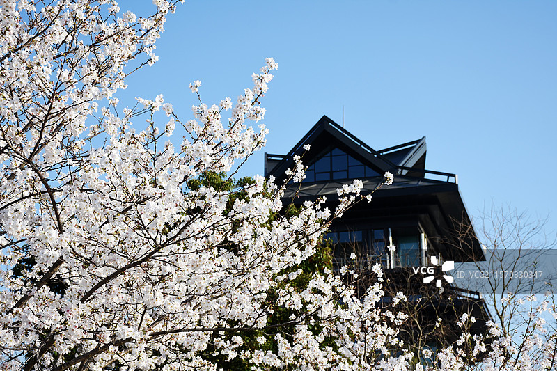 染井吉野樱，拍摄于上海市奉贤区上海之鱼景区图片素材