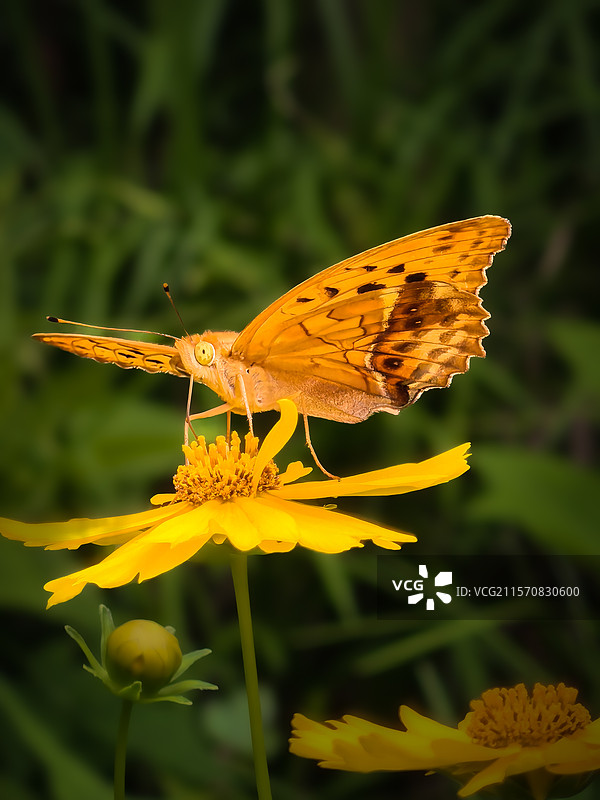 一只黄褐色彩蝶在一朵黄色的菊花是吸食花蜜图片素材