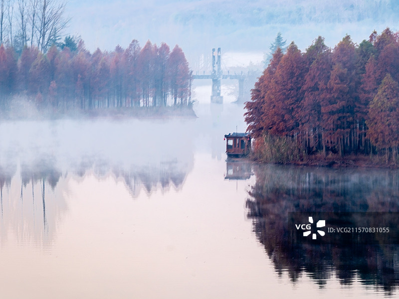 美丽的冬日生态画卷-航拍江苏省淮安市盱眙县的清晨晨阳光反色湛蓝色雾中的天泉湖红色的湖心岛中落羽杉林群图片素材