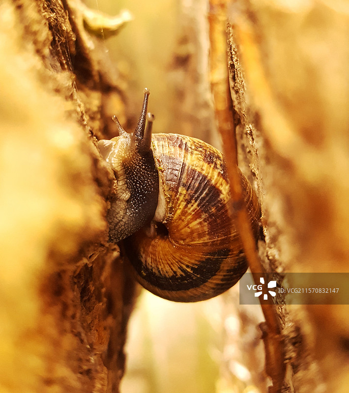 蜗牛特写镜头图片素材