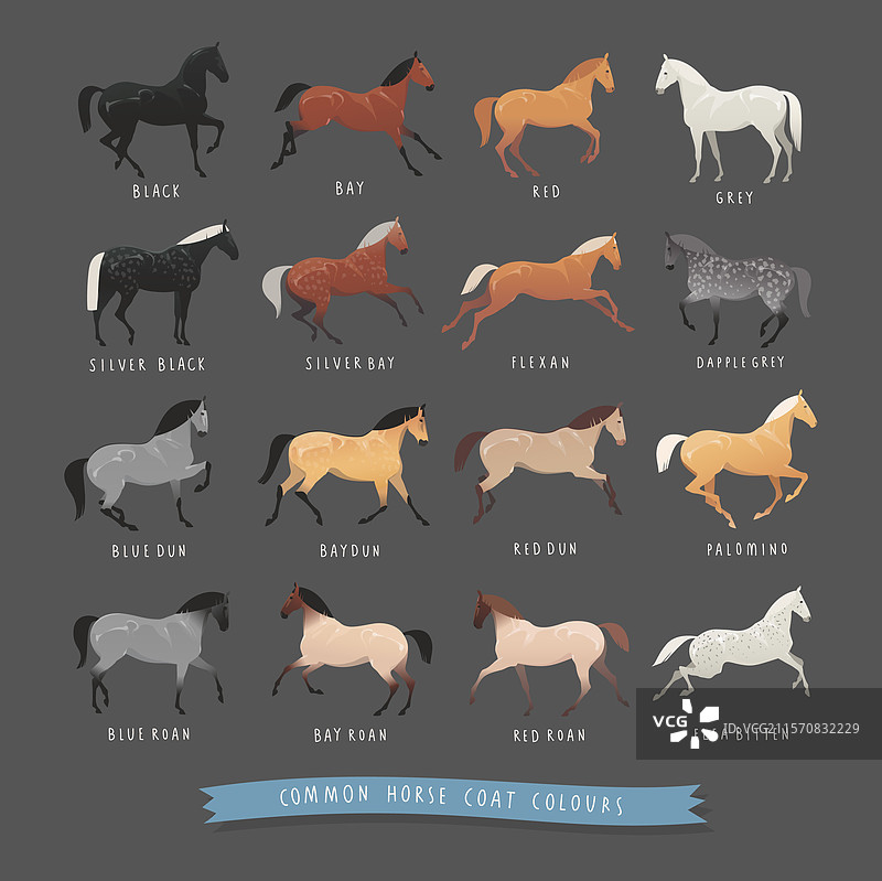 常见的马毛色图片素材