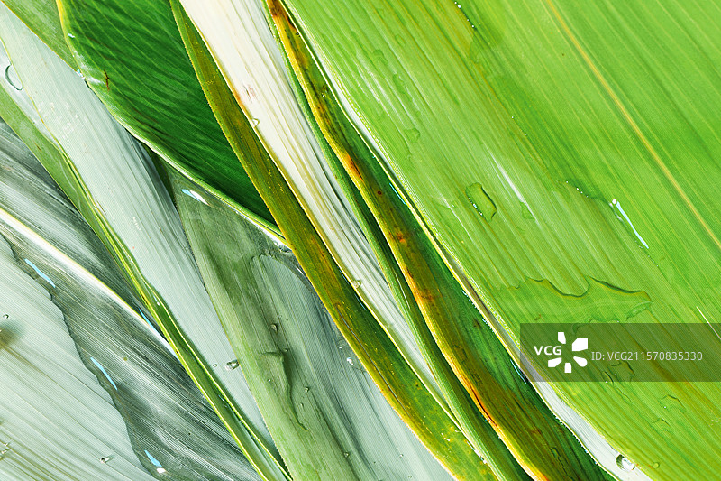 新鲜粽叶图片素材
