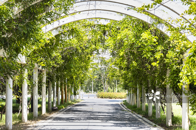 夏天公园里的林荫小道图片素材
