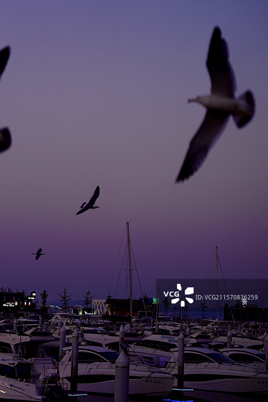 落日与海鸥图片素材
