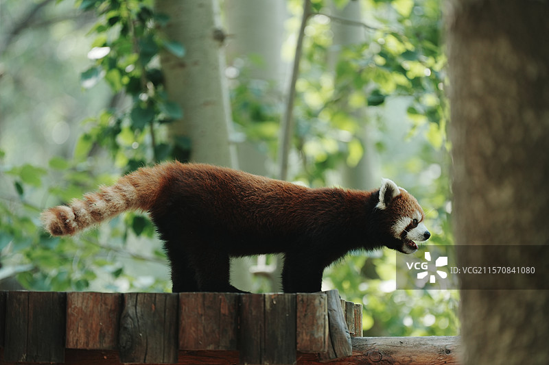 萌态十足的小熊猫，北京野生动物园图片素材