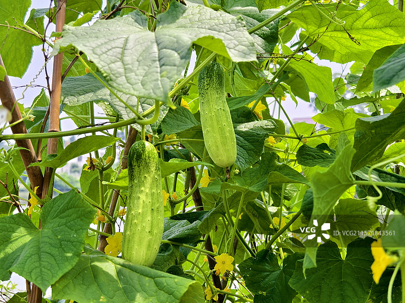 黄瓜图片素材