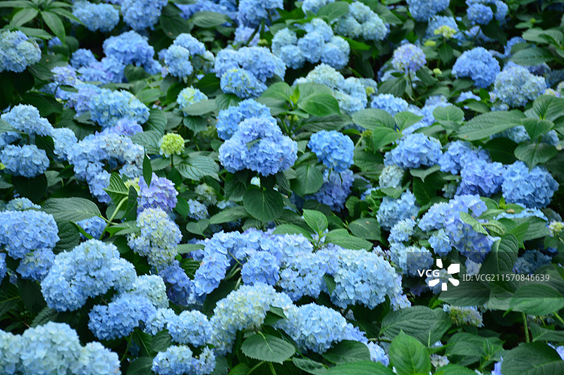 中山植物园的无尽夏图片素材