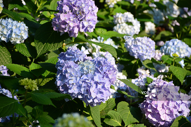 中山植物园的无尽夏图片素材