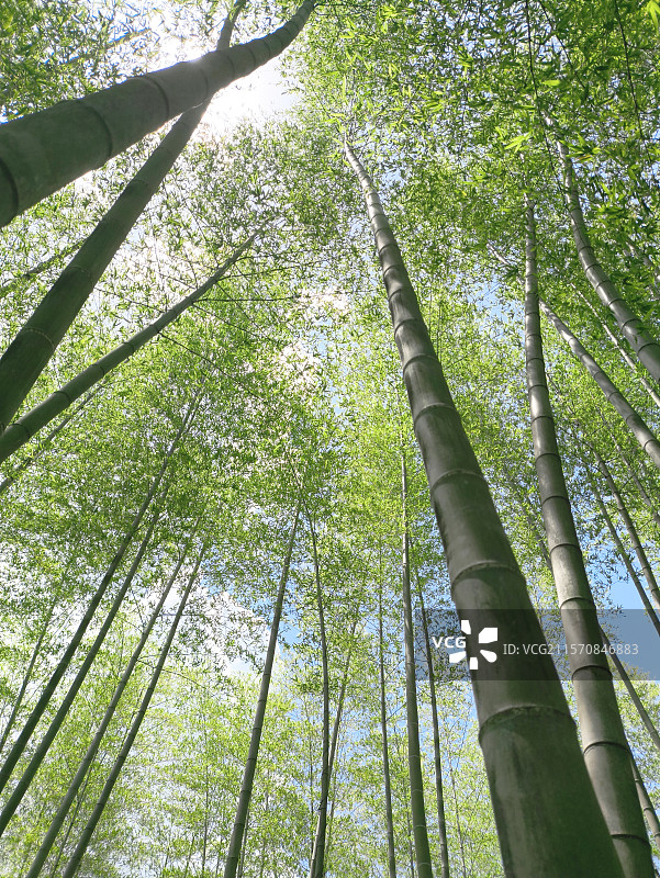 湖州安吉仰望竹林图片素材